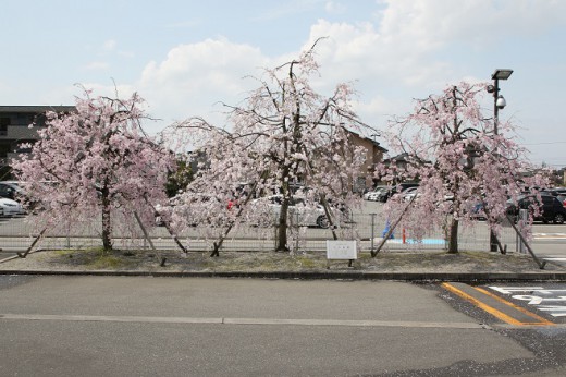 Shidarezakura in NETZ TOYAMA ✿