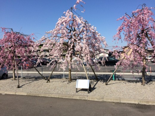 ネッツトヨタ富山お花見情報！