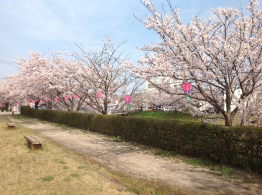 千本桜に癒されて