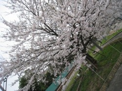 満開の桜！