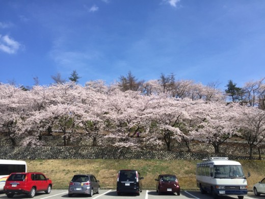 桜が満開です！