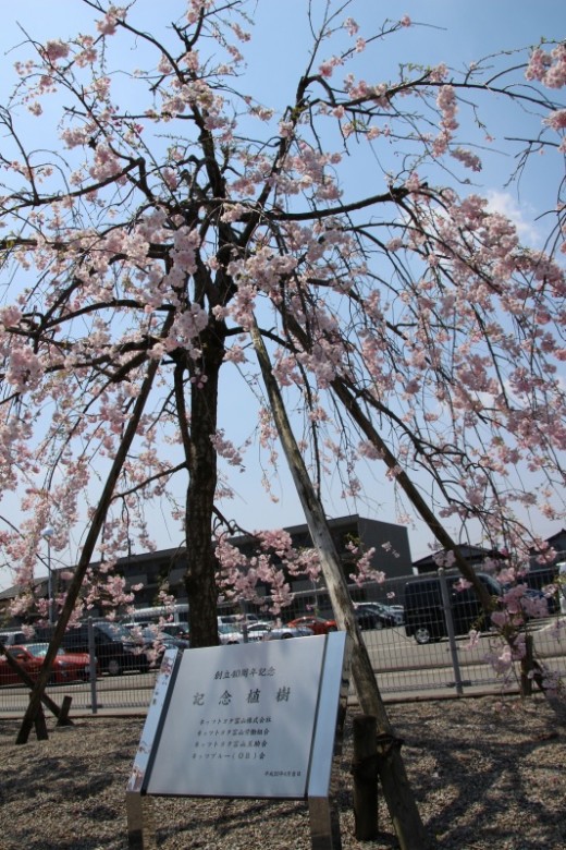 しだれ桜が満開です✿