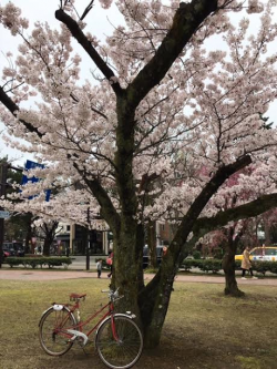 桜満開☆