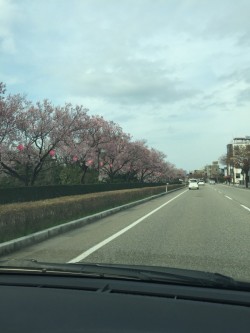 高岡★お花見スポット