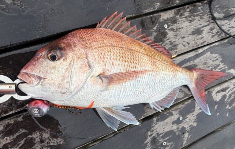 【フィッシングクラブ】春といえば！