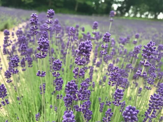 【高岡西店】北海道の旅③