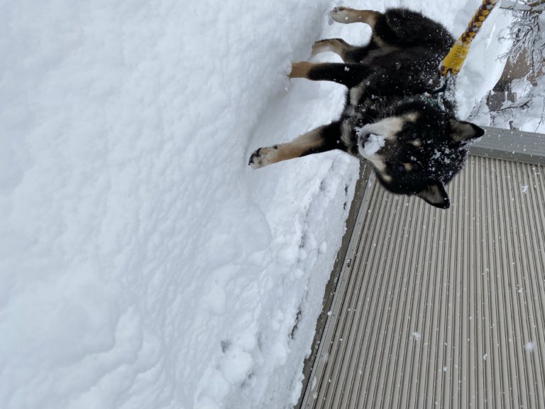 【高岡店】愛犬愛猫の写真コレクション