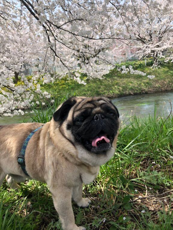 【U-Car富山】今日のヤマトくん　9