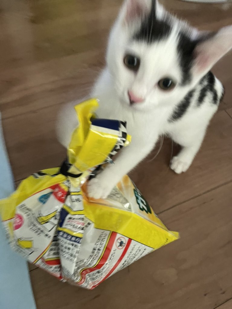 【高岡店】マメ子の成長🐈