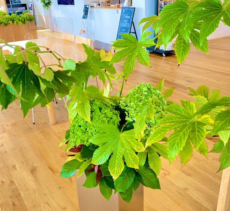 【高岡西店】今週のお花紹介