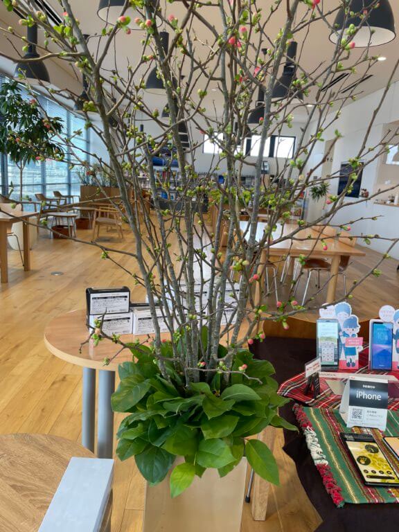 【高岡西店】☆今週のお花☆