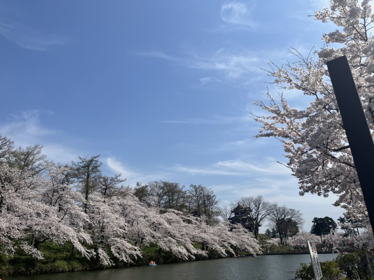 【高岡店】4000本の桜