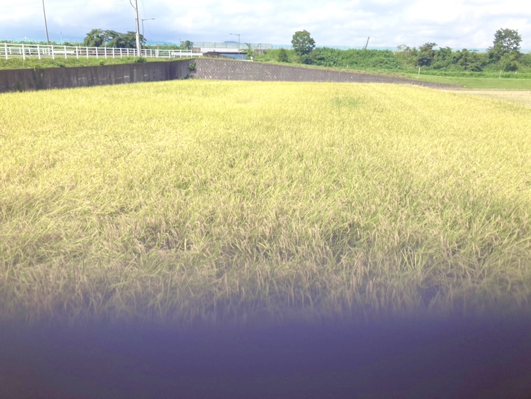 【砺波店】新米の季節🌾