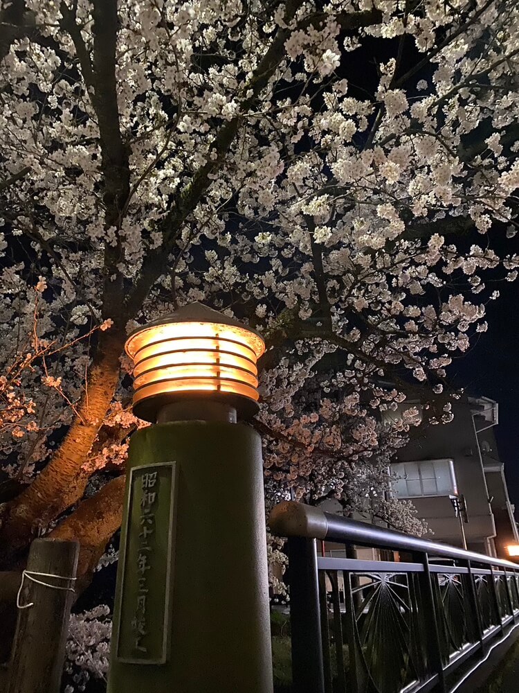 【砺波店】夜桜見てきました🌸