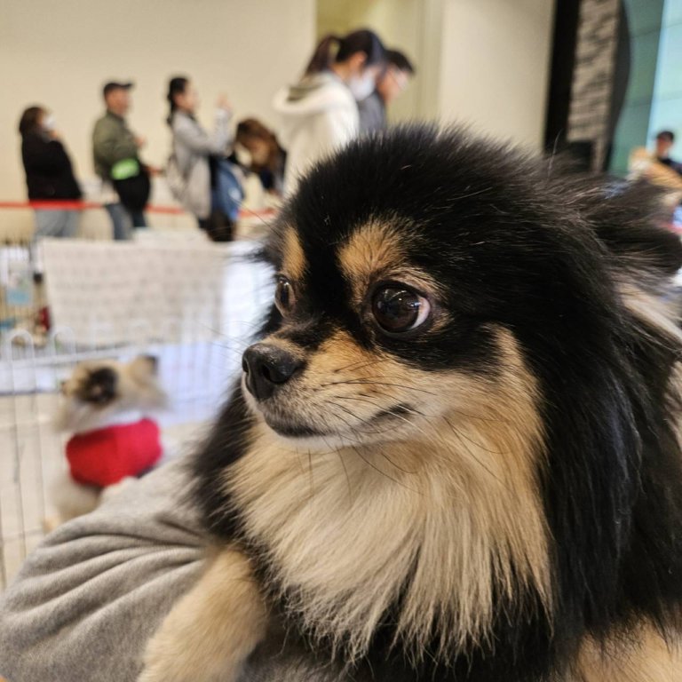 【本店】保護犬猫譲渡会inネッツ本店🐾