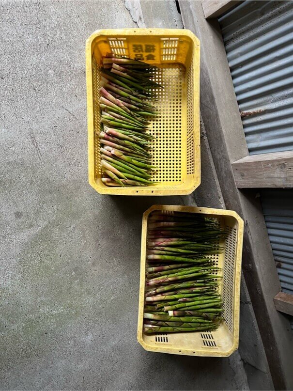 婦中店】すす竹採り行って来ました。 | STAFF BLOG