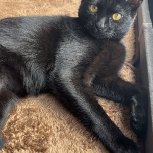 【高岡店】家族が増えました🐈