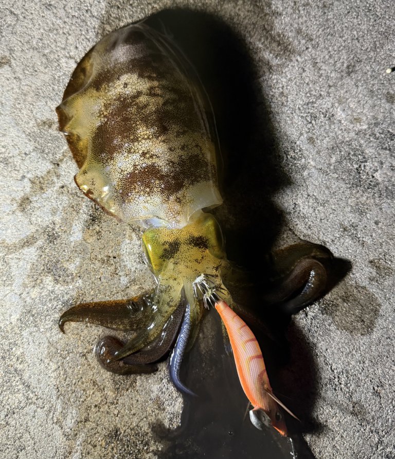 【高岡店】イカとボク