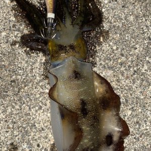 【高岡店】10月に釣れた魚🍁