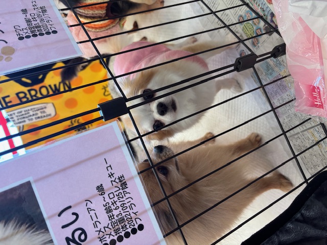 オーダー受付　チワワ　ご予約ページ　5/16 本店】犬猫譲渡会開催中～🐾 | STAFF BLOG