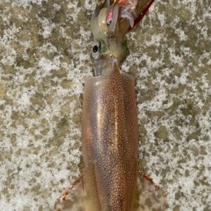 【高岡店】ヤリイカ🦑