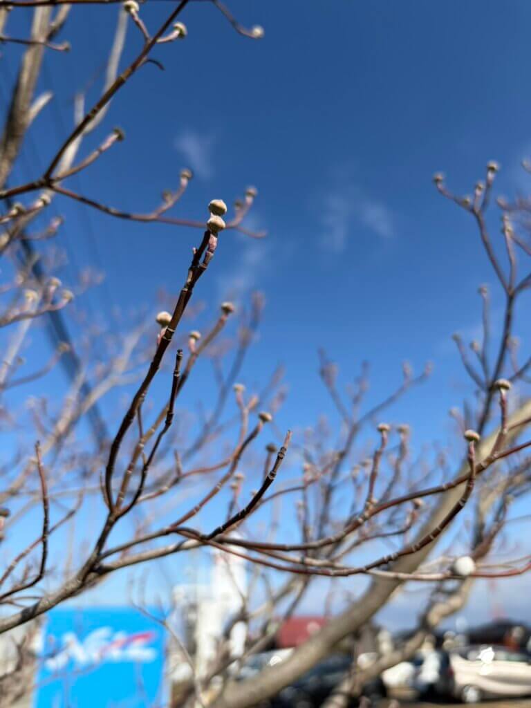 【富山西店】春はすぐそこまで🌷🦋