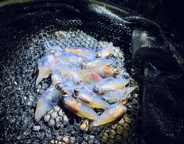 【高岡店】ホタルイカ🌊