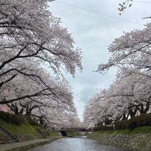 【U-Car高岡店】春満開🌸
