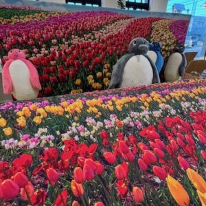 【本店】アミー衣替え＆JA産直マルシェのご案内🎏