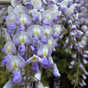 【高岡店】紫のカーテン❀